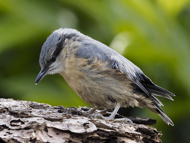 image-9074216-14Nuthatch39.jpg