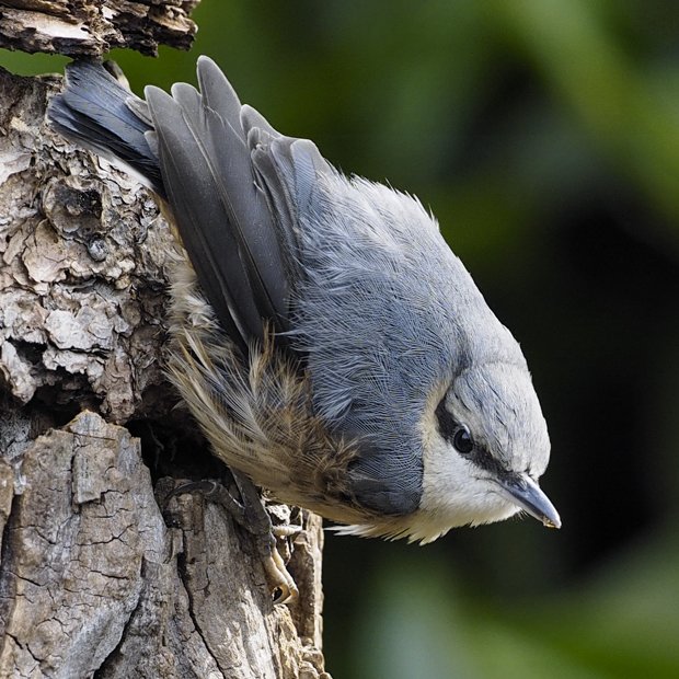 image-9074219-15Nuthatch37.w640.jpg