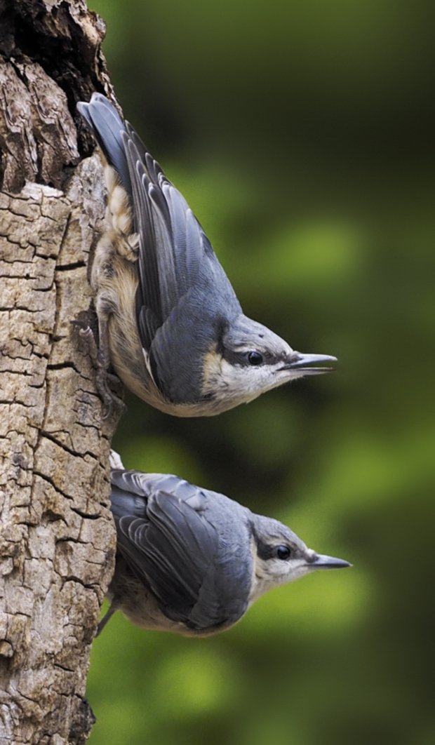 image-9074222-16Nuthatch41.w640.jpg