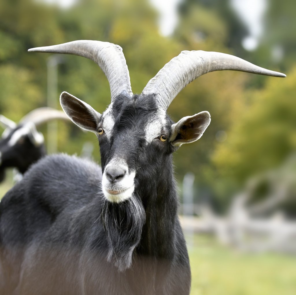 image-9255110-Billy_goat_35.w640.jpg