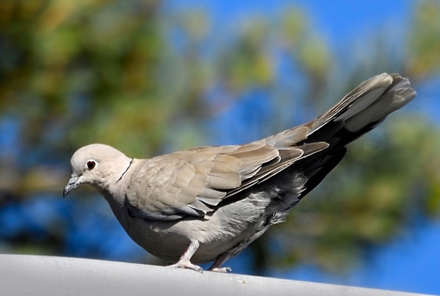 image-9642464-10Collared_dove29.jpg