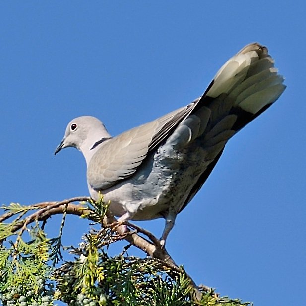 image-9642473-13Collared_dove35.w640.jpg