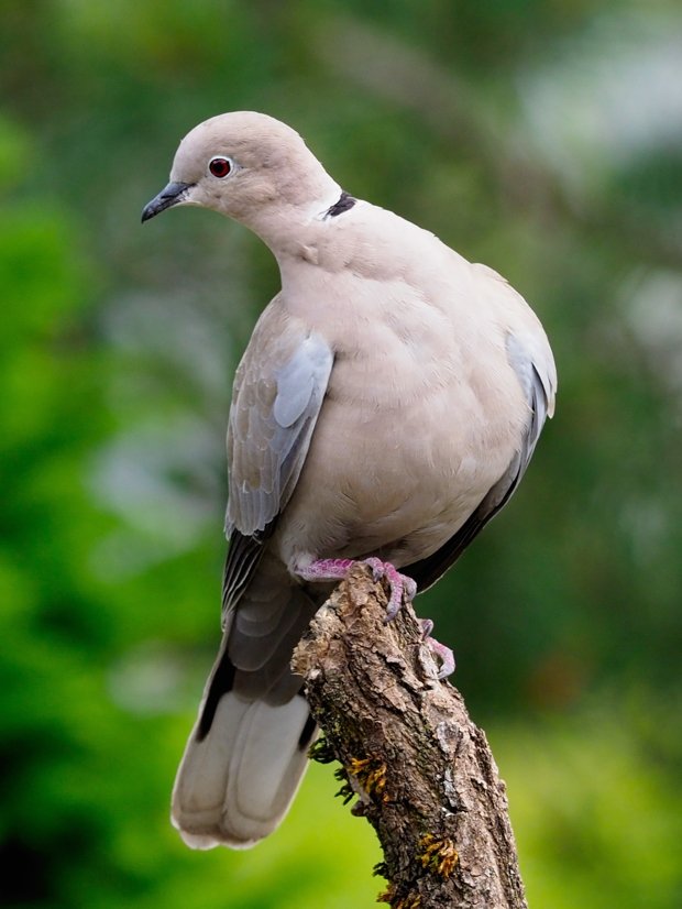image-9642488-17Collared_dove36.w640.jpg
