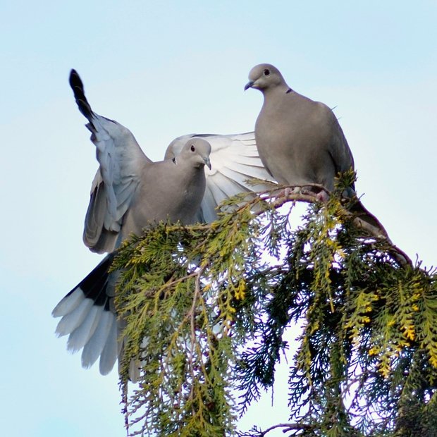 image-9642500-19Collared_dove.w640.jpg