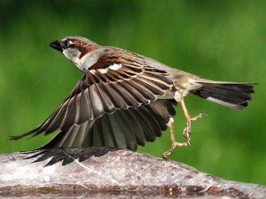 image-8648849-20female_Sparrow2.jpg