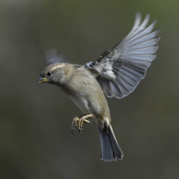 image-9818378-23Female_Sparrow2-9bf31.jpg