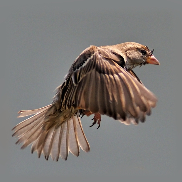 image-9818387-24Sparrows211-c20ad.jpg