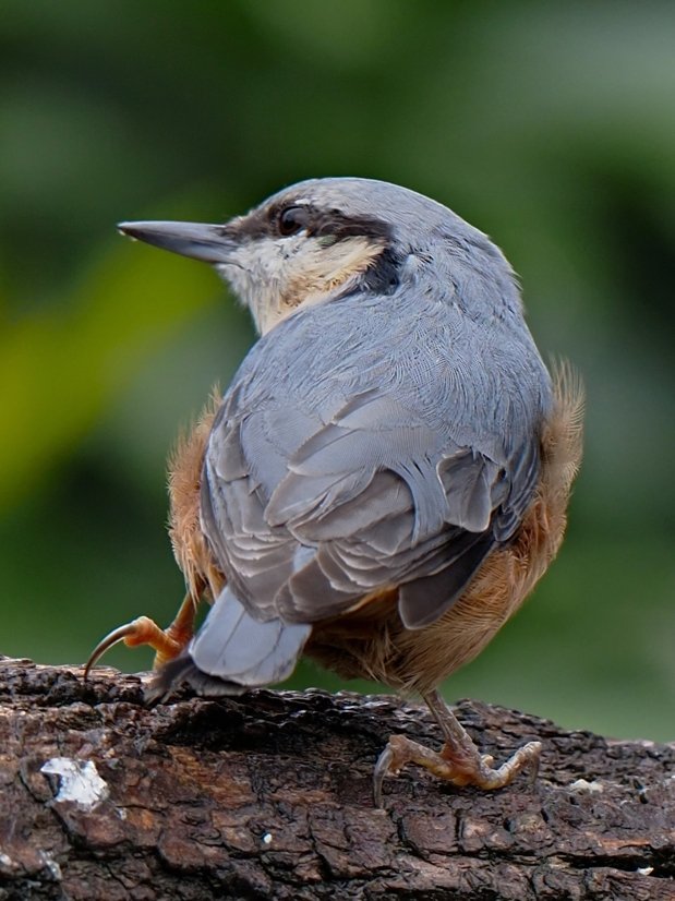 image-9936701-24Nuthatch61-8f14e.w640.jpg