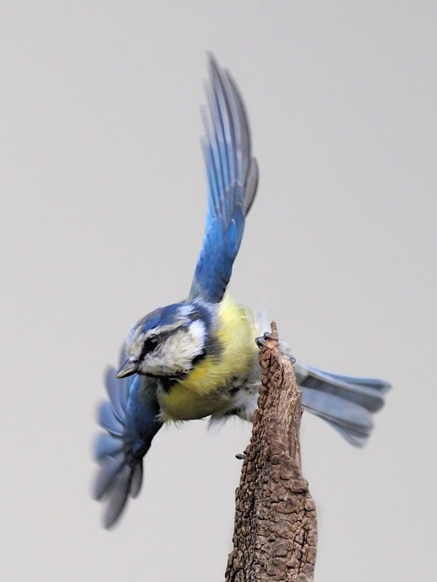 image-9983945-16Bluetit116-c51ce.w640.jpg