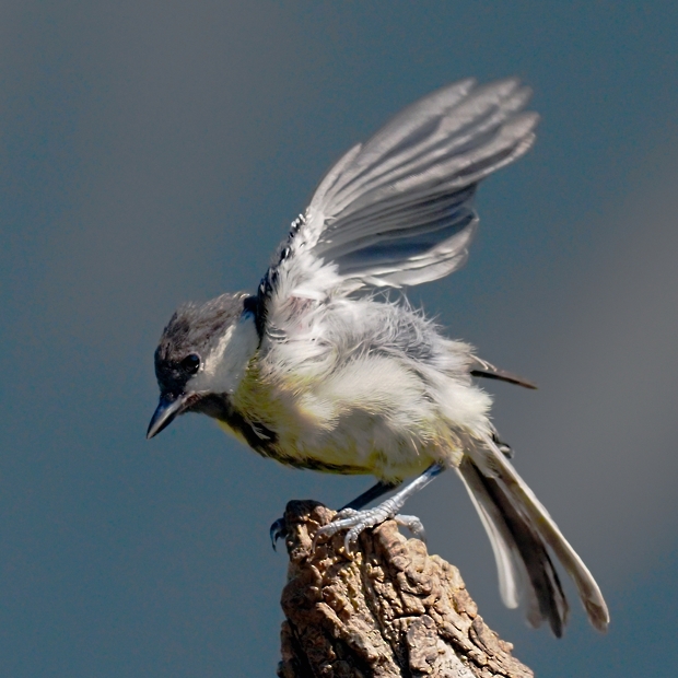 image-9984023-11Great_tit79-aab32.jpg